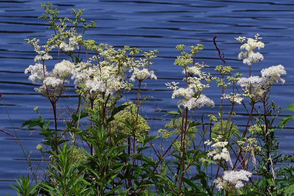 Echtes_Maedesuess-Hans_Schwarting-Nng