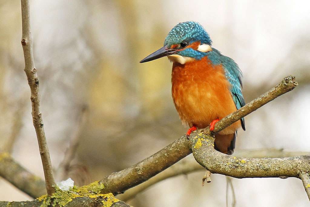 Eisvogel-Helene_Germer-Nng