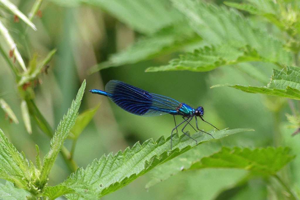 Gebaenderte_Prachtlibelle-Klaus_Ashoff-Nng