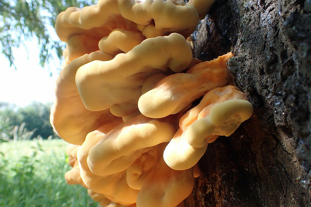 Gemeiner_Schwefelporling-Christine_Laumann-Nng