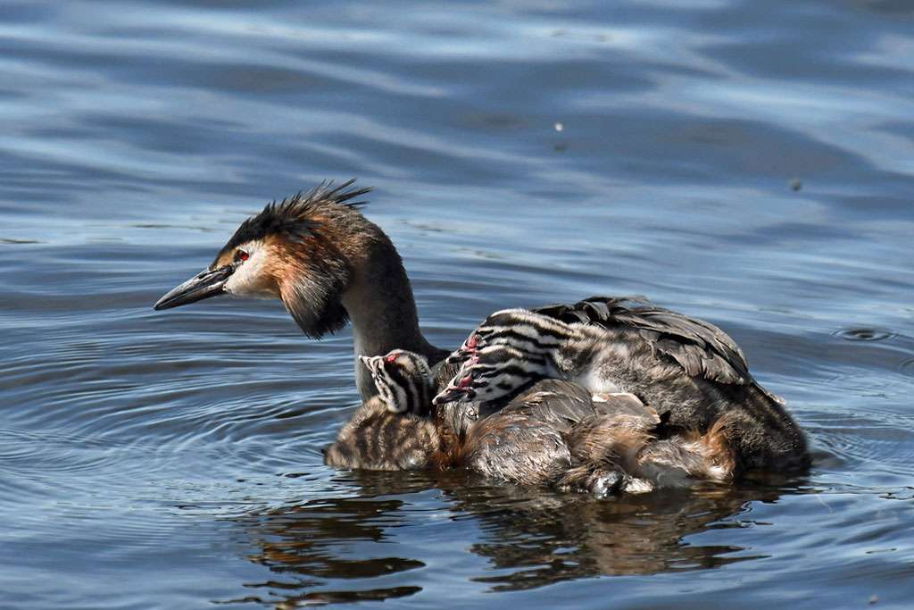 Haubentaucher-Sabine_Frey-Nng