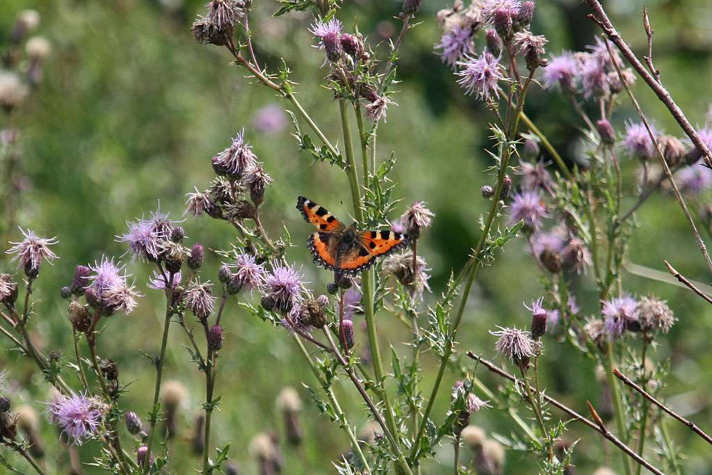 Kleiner_Fuchs-Klaus_Ashoff-Nng