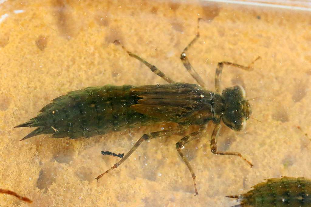 Libellenlarve-Juergen_Gehnen-Nng