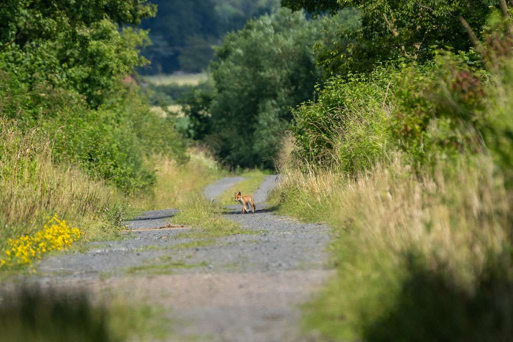 Rotfuchs-Ulrike_Tyroff-Nng