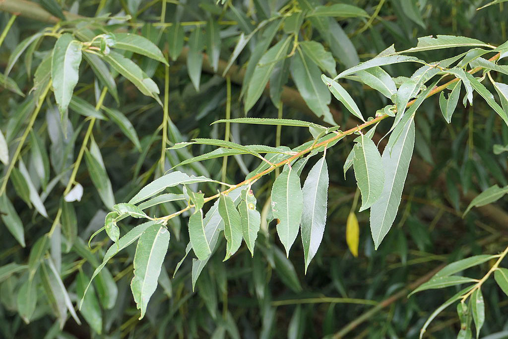 Silber-Weide-Stephanie_Kremer_Nng