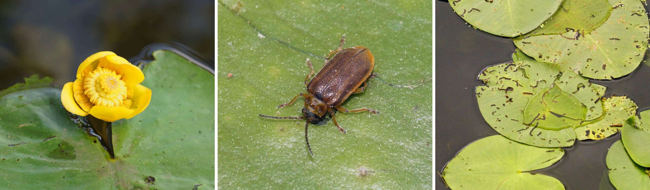Teichrose_Seerosen-Blattkaefer_gsm-Nng