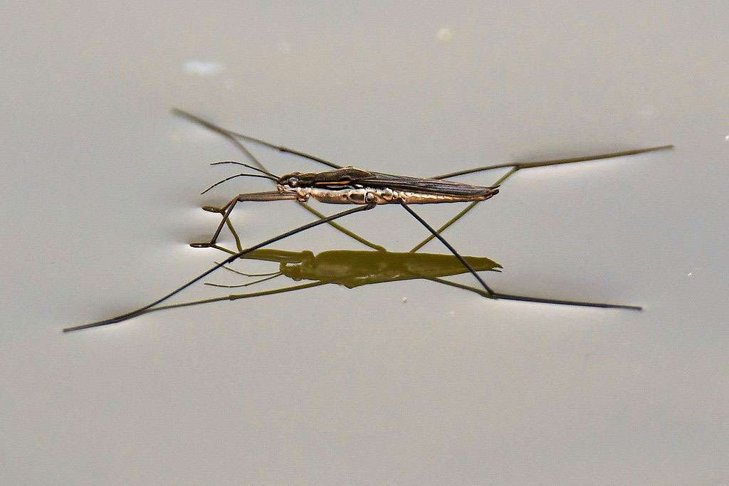 Wasserlaeufer-Rolf_Jantz-Nng