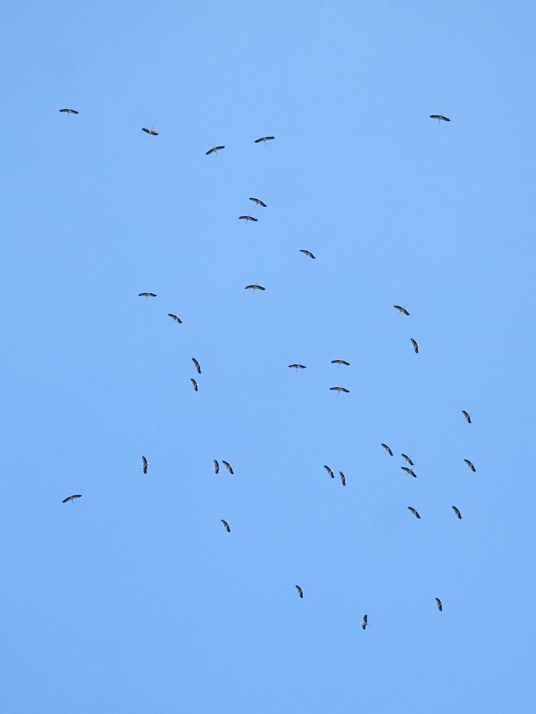 Foto Jan Hein van Steenis